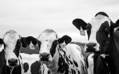 Top 3 Food Documentaries to Change Your Diet Forever