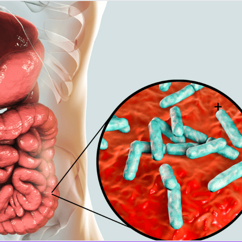 Microbiome Optimizer, BNP program. Image of Microbiomes in a stomach
